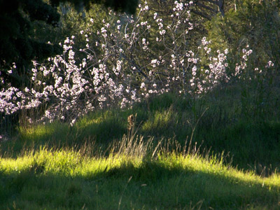 Almendro en flor
