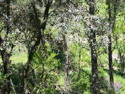 Bosque mediterráneo. Bosque mediterráneo.