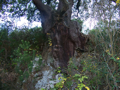 Alcornoque centenario Alcornoque centenario