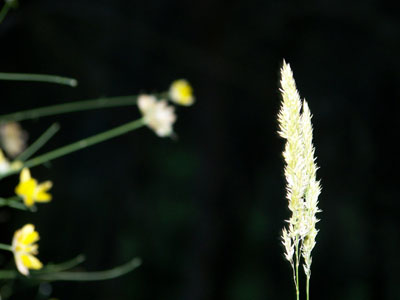 Distintas herbaceas