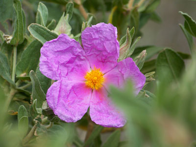 Florecilla silvestre Florecilla silvestre