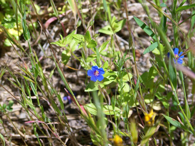 Florecillas silvestres. Florecillas silvestres.