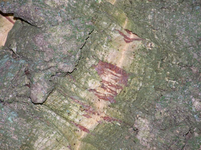 Corteza del alcornoque o corcho. Corteza del alcornoque o corcho.