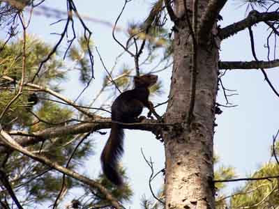 Sciurus vulgaris baeticus