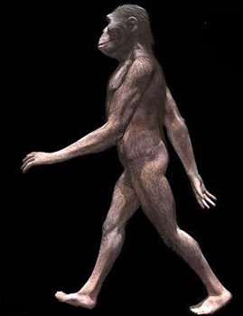 Australopithecus Afarensis