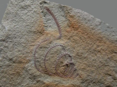 Fosil de Graptolites